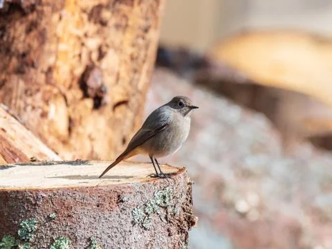 Redstart perched on wood log Stock Photos