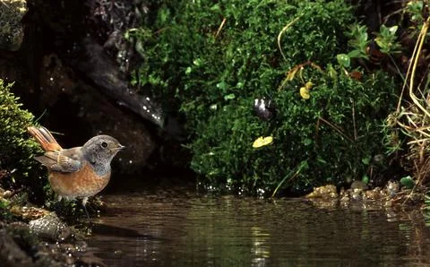 Redstart (Phoenicurus phoenicurus) Codirosso Stock Photos