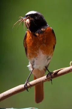 Redstart (Phoenicurus phoenicurus) Codirosso Stock Photos