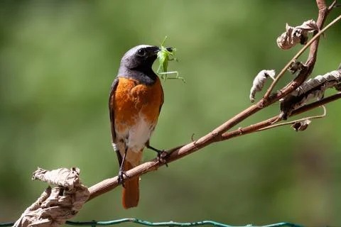 Redstart (Phoenicurus phoenicurus) Codirosso Stock Photos