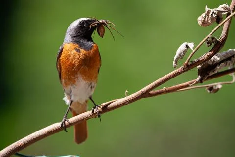 Redstart (Phoenicurus phoenicurus) Codirosso Stock Photos