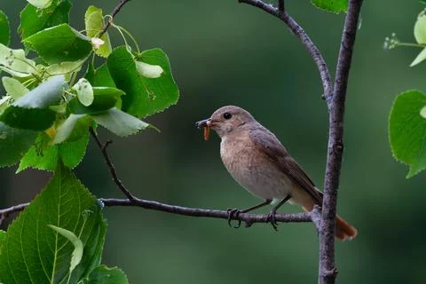Redstart (Phoenicurus phoenicurus) Codirosso Stock Photos