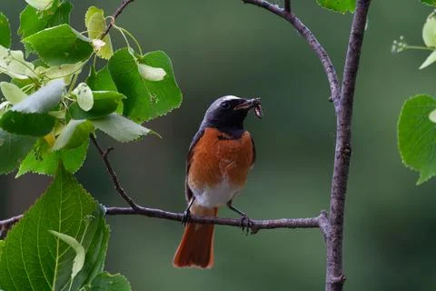 Redstart (Phoenicurus phoenicurus) Codirosso Stock Photos