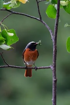 Redstart (Phoenicurus phoenicurus) Codirosso Stock Photos