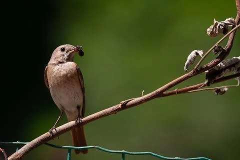 Redstart (Phoenicurus phoenicurus) Codirosso Stock Photos
