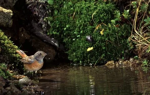 Redstart (Phoenicurus phoenicurus) Codirosso Stock Photos