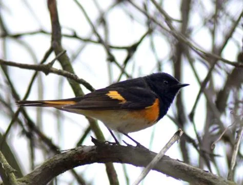 Redstart Stock Photos