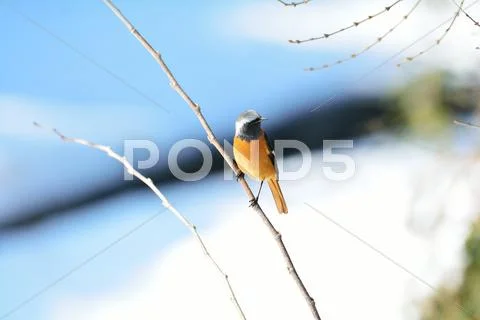 Redstart Stock Photos