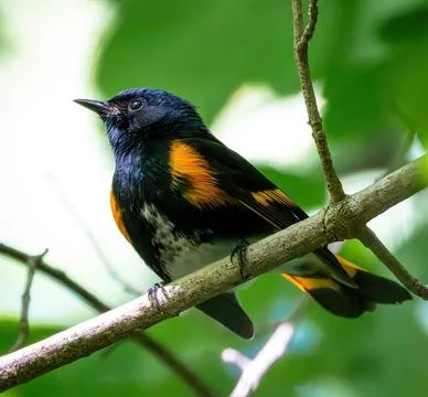 Redstart Stock Photos