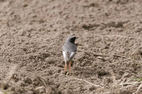 A redstart Stock Photos