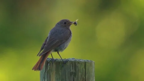 Redstart with Prey in Beak Stock Footage 313952117