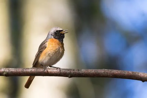 Redstart singing in a clearing Stock Photos