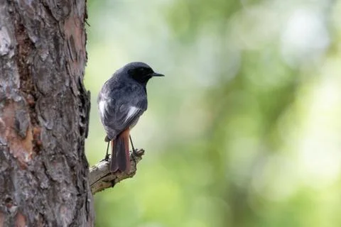Redstart Ukraine Stock Photos