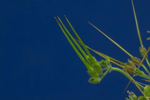 Redstem filaree, redstem stork's bill, pinweed. Timelapse colour key. Stock Footage 107942925