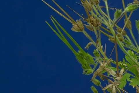 Redstem filaree, redstem stork's bill, pinweed. Timelapse colour key. Stock Footage 107943741