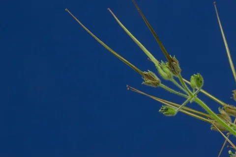 Redstem filaree, redstem stork's bill, pinweed. Timelapse colour key. Stock Footage 107943805