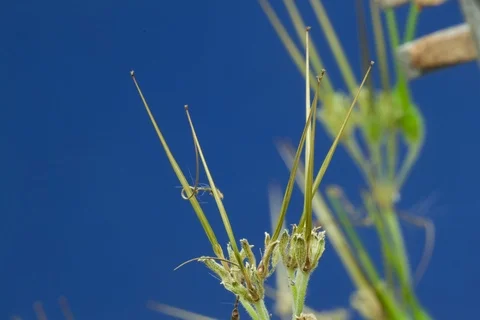 Redstem filaree, redstem stork's bill, pinweed. Timelapse colour key. Video stock 107951291