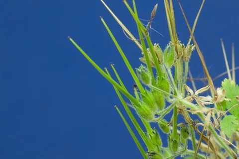 Redstem filaree, redstem stork's bill, pinweed. Timelapse colour key. Stock Footage 107955646