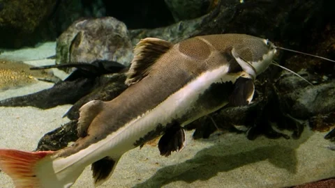 Redtail catfish and two stingrays swimming in an aquarium Stock Footage 298856771