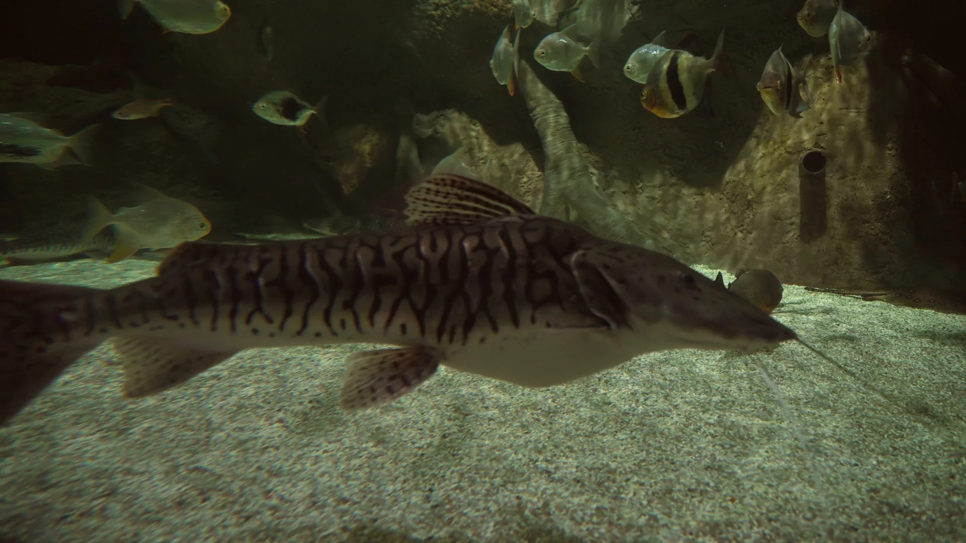 Red Tailed Catfish In Aquarium Freshwater Fish Stock Photo