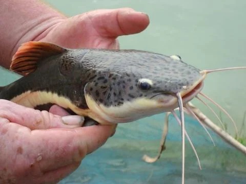 Redtail Catfish Stock Photos
