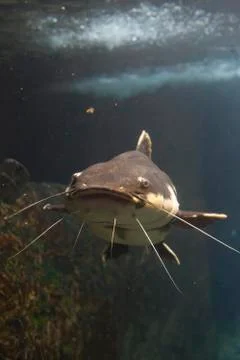 Redtail Catfish Foto stock