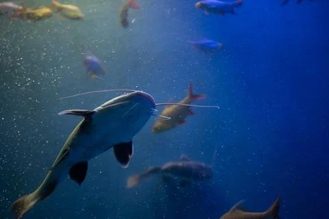 Redtail catfish Foto stock