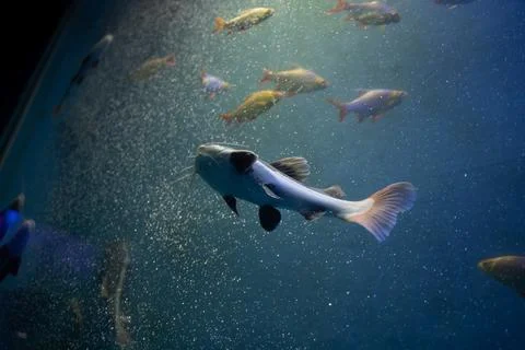 Redtail catfish Stock Photos