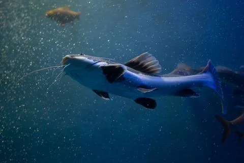 Redtail catfish Stock Photos