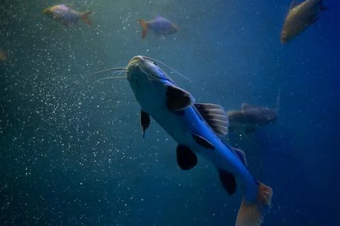 Redtail catfish Stock Photos