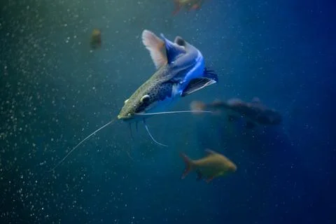 Redtail catfish Stock Photos