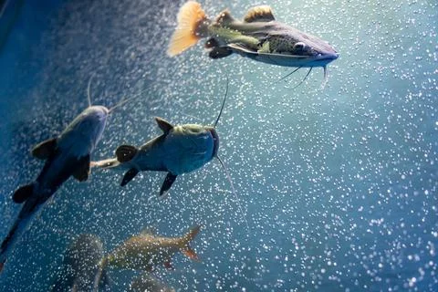 Redtail catfish Stock Photos