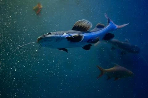 Redtail catfish Stock Photos