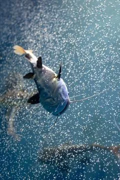 Redtail catfish Stock Photos