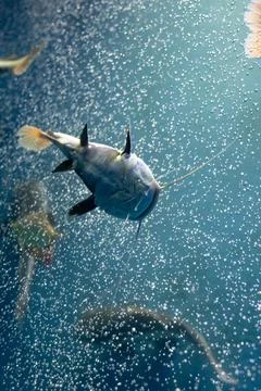 Redtail catfish Stock Photos