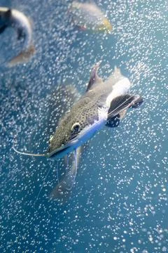Redtail catfish Foto stock