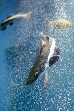 Redtail catfish Stock Photos