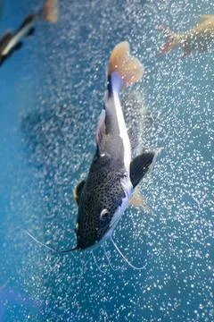 Redtail catfish Stock Photos