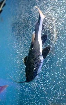 Redtail catfish Stock Photos