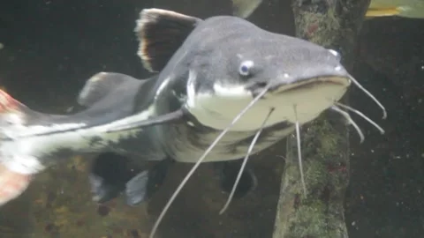 The redtail catfish, Phractocephalus Vidéo 250147364
