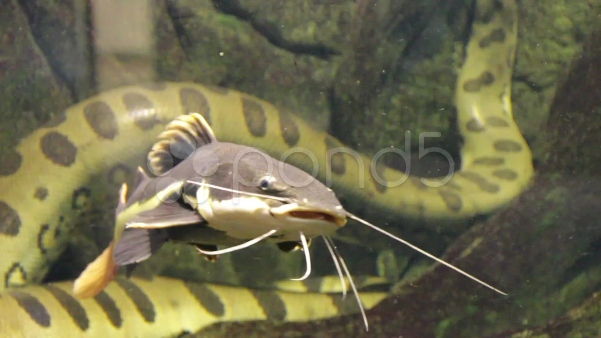 Redtail catfish (Phractocephalus hemioli, Stock Video