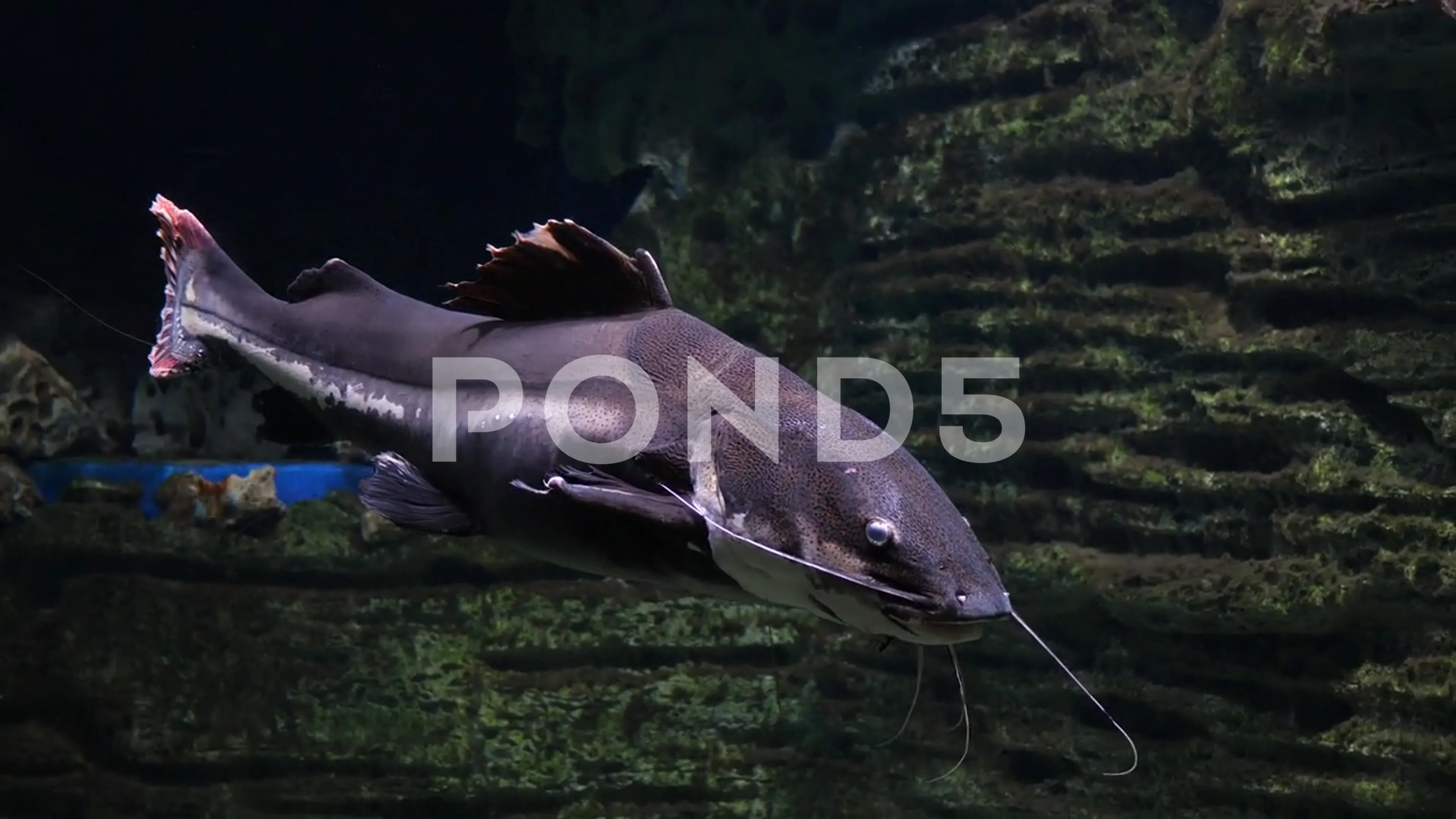 Red Tailed Catfish swimming in water -- Phractocephalus