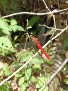 Redtail Dragonfly 스톡 사진