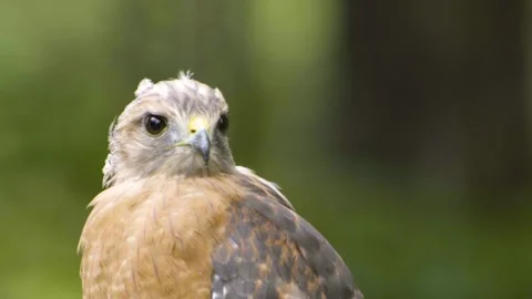 Redtail Hawk-01-4k Stock Footage 246607025