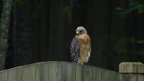 Redtail Hawk-02-4k Stock Footage 246607027