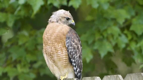 Redtail Hawk-03-4k Stock Footage 246607024