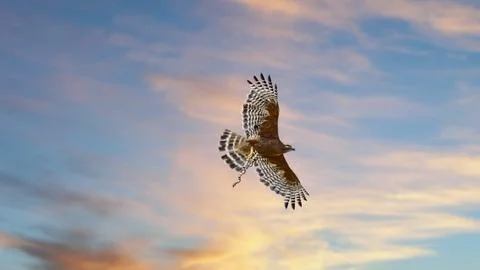 A Redtail Hawk capturing a snake Foto stock