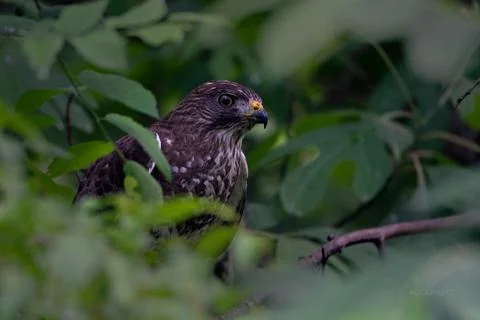 Redtail hawk Foto stock