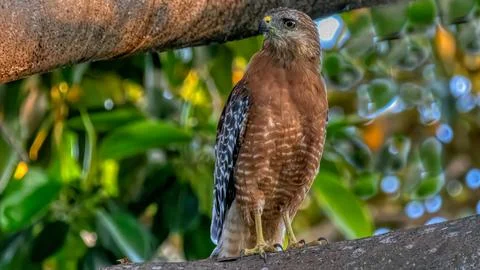 A Redtail Hawk on a tree lamp Stock Photos