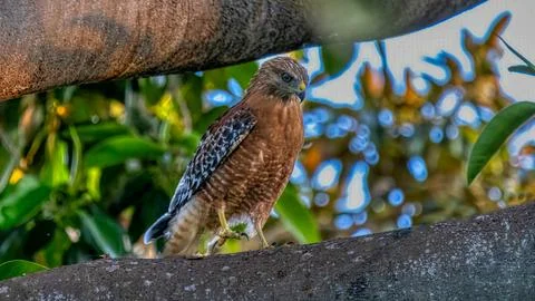 A Redtail Hawk on a tree lamp Stock Photos